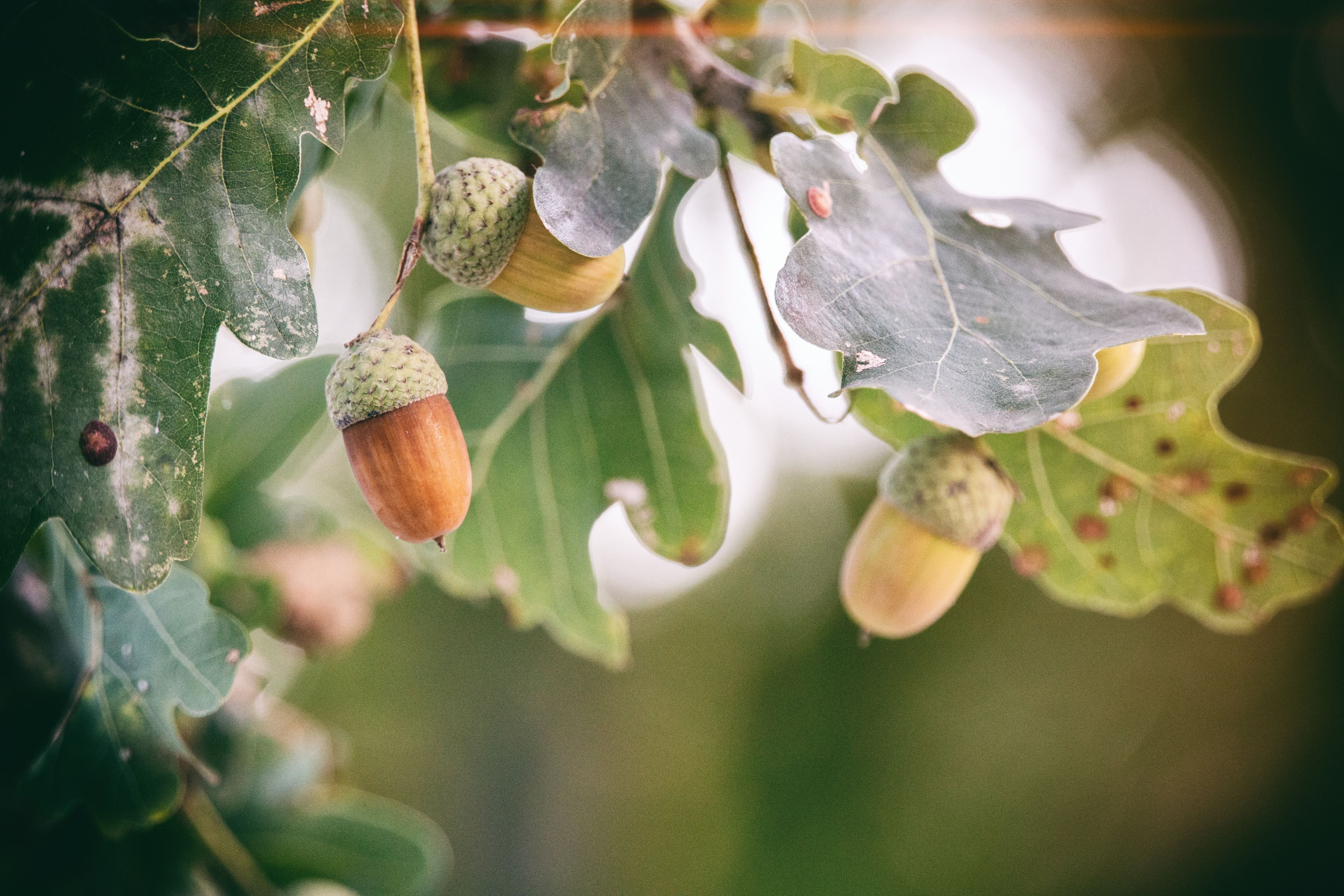 Oak tree leaves with acorns